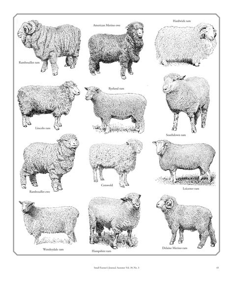 Breeds of Sheep - Small Farmer's JournalSmall Farmer's Journal