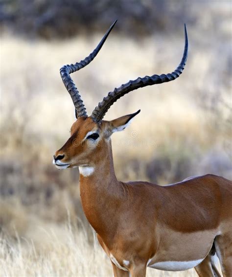 Impala gazelle stock image. Image of african, animal - 41814065