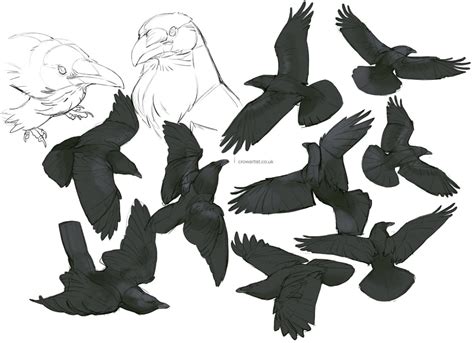 Raven Bird Wings