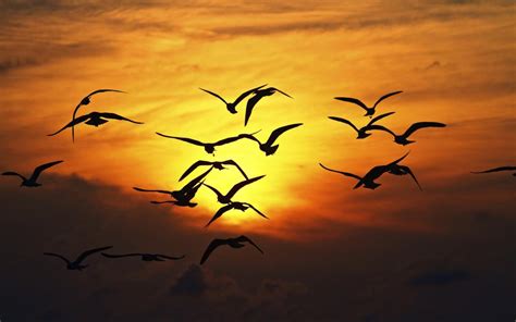 Birds flying in the sunset HD desktop wallpaper : Widescreen : High ...