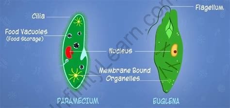 Microorganisms - Introduction (Protozoa) - Infinity Learn by Sri Chaitanya