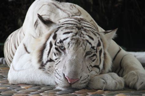 White Tiger Spiritual Meaning and Symbolism (9 Omens)