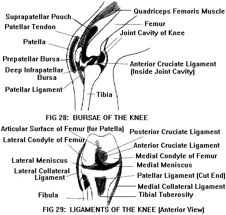 ANATOMY