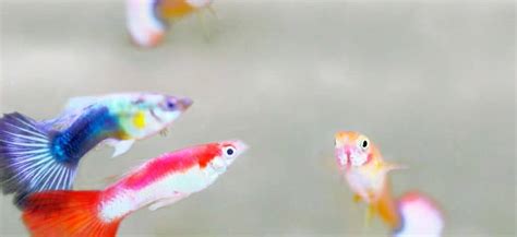 33 Best Guppy Tankmates