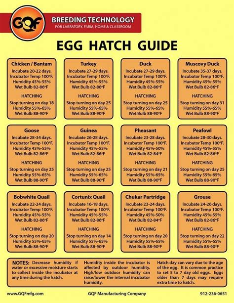 First incubation from flock | Baby chicks raising, Raising turkeys, Chickens backyard