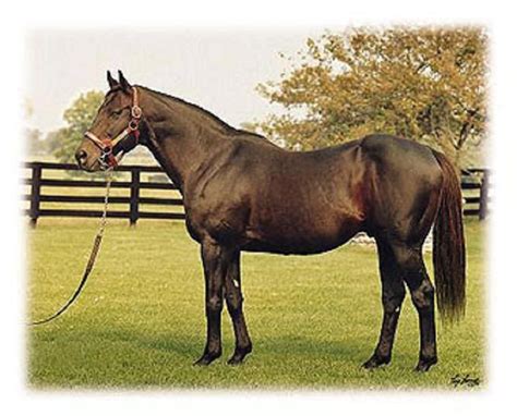 Triple Crown winner- Seattle Slew 1977 | Horses, Racehorse, Beautiful horses