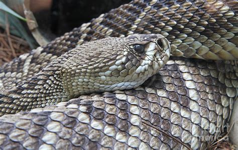 Rattler at Rest Photograph by Kevin McCarthy - Fine Art America