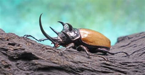 Dung Beetle vs. Rhinoceros Beetle: What Are The Differences? - A-Z Animals