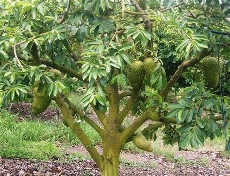 Annona muricata, guanábana soursop live tree fruit plants 5 to 12 inches, Annona plant, muricata ...