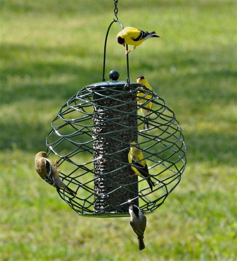 Globe Thistle Seed Bird Feeder | Bird & Squirrel Feeders | Bird feeders, Caged bird feeders ...