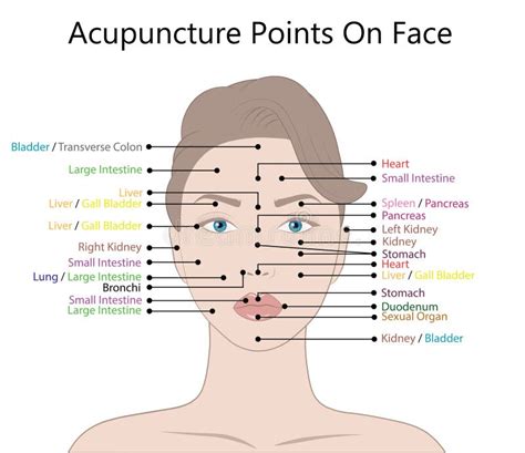 Technique De Massage Facial Et Points Shiatsu, Illustration Vectorielle D'acupuncture ...