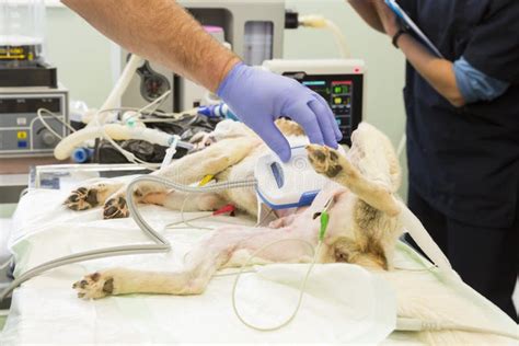 Hundechirurgie-Tierarzthand Stockfoto - Bild von operation, chirurg: 64365662