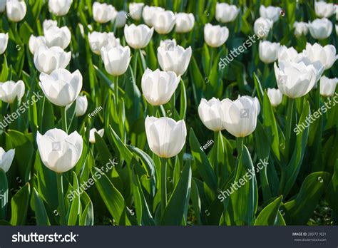 White Tulips Stock Photo 289721831 | Shutterstock