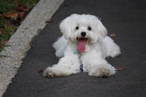 18 Jenis Anjing Kecil yang Mudah Dipelihara