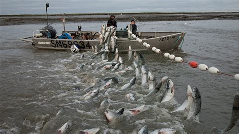 Amazing Big Fishing Catching Skill, Gill Net Fishing on The Sea, Too Many Fish! Catching Tuna ...