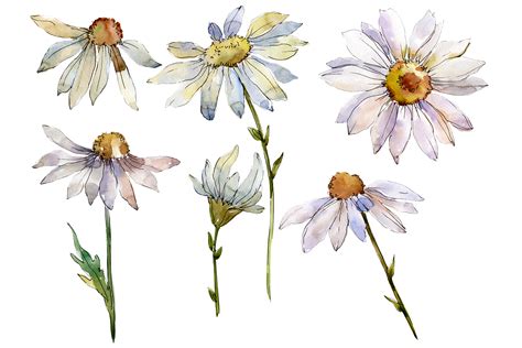 Daisy White Watercolor Png Graphic by MyStocks - Creative Fabrica