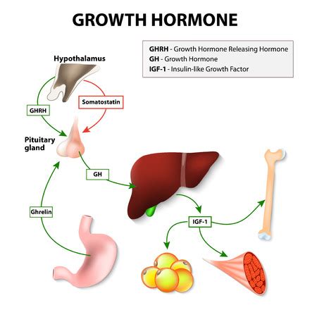 Growth Hormone Deficiency - How it Affects Your Physical Appearance?