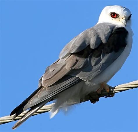 Bird Species - White-tailed Kite | Bird species, Species, Kite