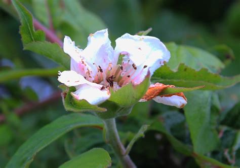 Medlar flower © Bob Embleton :: Geograph Britain and Ireland