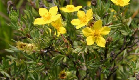 Shrubby Cinquefoil - Prairie Pollination