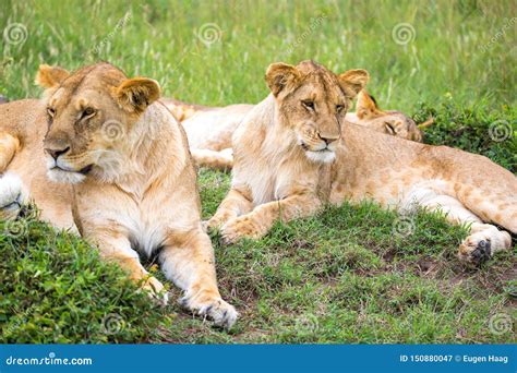 Lion Family in the Savannah of Kenya Stock Image - Image of reserve, safari: 150880047