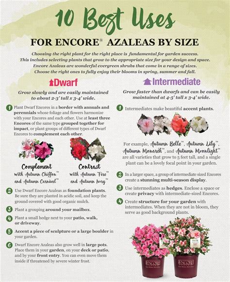 10 Best Uses for Encore Azaleas by Size | Encore Azalea | Azaleas ...