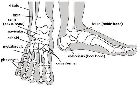 Common Conditions of the Foot and Ankle: An Overview