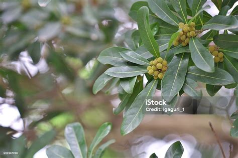 Myrica Rubra Stock Photo - Download Image Now - Blue, Fruit, Horizontal ...