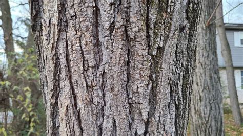 Complete Guide to Black Locust Tree – What you NEED to know – GrowIt ...