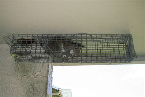 How to Trap Squirrels - Squirrel Trapping Tips