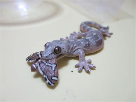 NATURE TECHNI COLOUR Lizard Gecko No.006 Schlegel's Japanese gecko ...