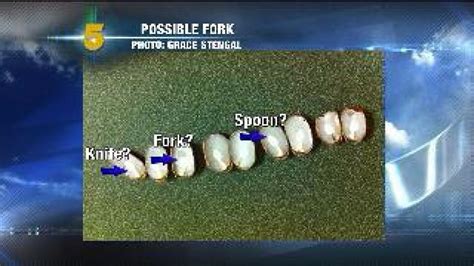 Garrett’s Blog: Persimmon Seed Winter Forecasting | 5newsonline.com