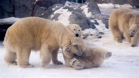 Young polar bears introduced to Assiniboine Park Zoo exhibit | CTV News