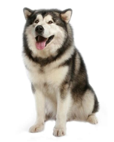 Alaskan Malamute - Breed Temperament, Lifespan, Shedding, Puppy