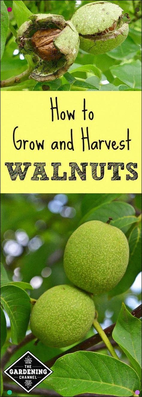 How To Grow Walnuts | Walnut tree, Growing tree, Edible garden