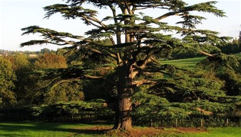 Planting Under Cedar Trees: 17 Perennials That Will Thrive