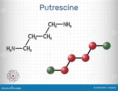 Putrescine Molecule. It Is Toxic Diamine, It Belongs To The Group Of ...