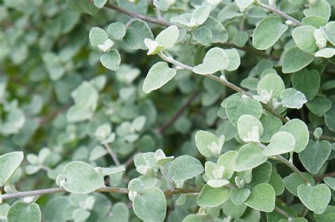 Helichrysum, Licorice Plant’ | Petitti Garden Centers