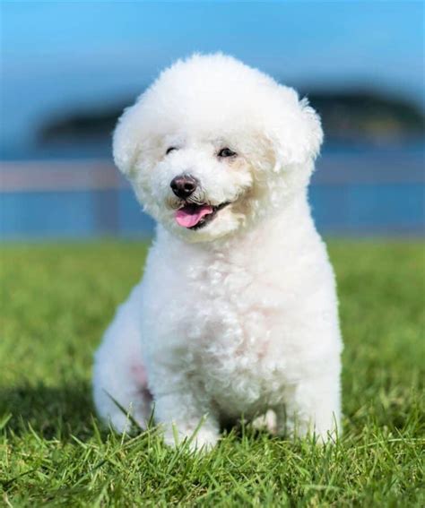 Bichon Frise Colors: Do Bichons Really Only Come in White?