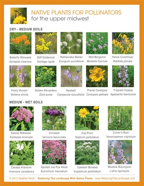 Texas Native Plants Guide