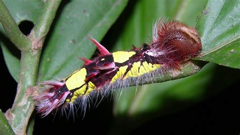 Young caterpillar of Morpho peleides, Soberania NP, Panama… | Flickr