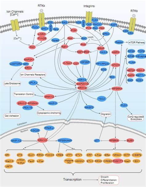 The MAPK-ERK pathway is activated by various receptors involved in growth and differentiation ...