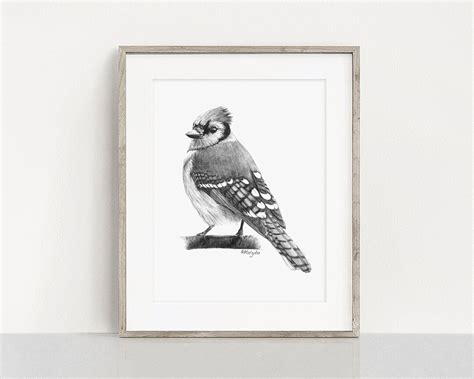 PRINTABLE Blue Jay Art Print, Blue Jay Pencil Drawing Wall Art, Garden ...