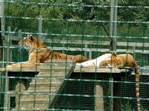 071_28-07-2005_iow_sandown_zoo | Indian Tiger | Mark Ferbert | Flickr