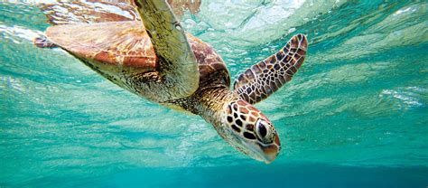 Where to see turtles in Australia | Austravel Blog