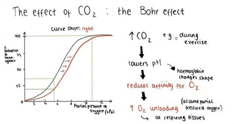 Bohr Effect: Key to Efficient Oxygen Delivery