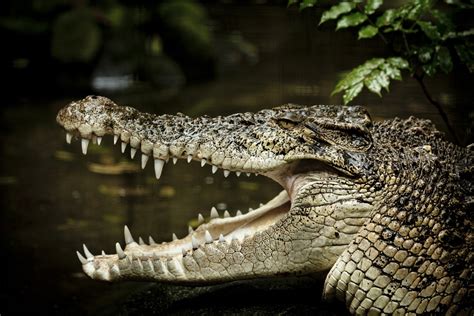Estuarine crocodile nesting sites spotted in Bhitarkanika - The Statesman