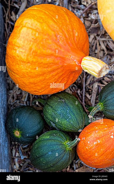 Pumpkin and squash in glass house Stock Photo - Alamy