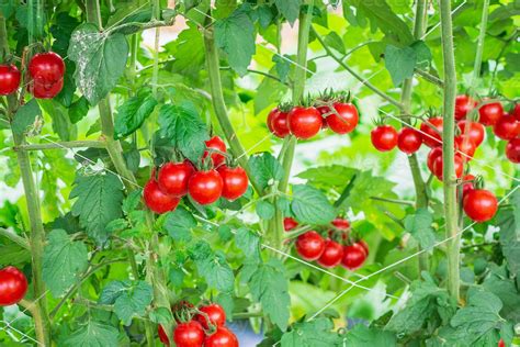 Fresh ripe red tomatoes plant growth in organic greenhouse garden ready ...