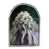 The Dark Side (The KushBrothers Seeds) :: Cannabis Strain Info